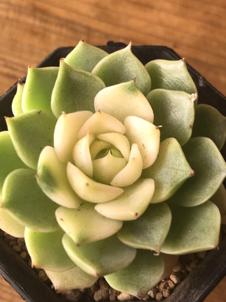 ベンバディス錦の投稿画像 By 綴さん 多肉中毒と多肉植物とベンバディス 季節錦とエケベリア属と多肉女子とタニク初心者と関西タニラーとテラスと多肉中毒と 多肉植物とベンバディス 季節錦とエケベリア属と多肉女子とタニク初心者と関西タニラー 19月8月10日