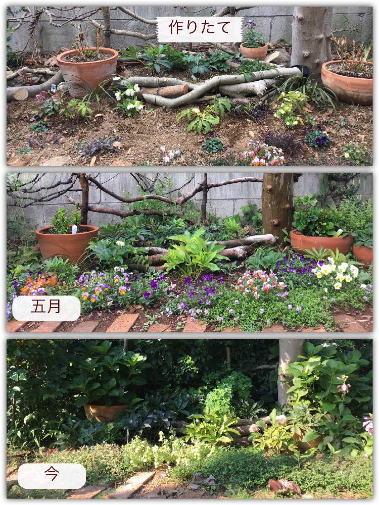 ガーデニングの投稿画像 By ふゆさん 花のある暮らしと庭作り 19月8月10日 Greensnap グリーンスナップ