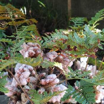 石化しのぶの投稿画像一覧 Greensnap グリーンスナップ