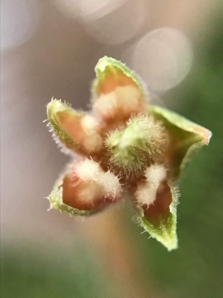 ジュエルオーキッド マコデス ペトラ に花芽が Greensnap グリーンスナップ