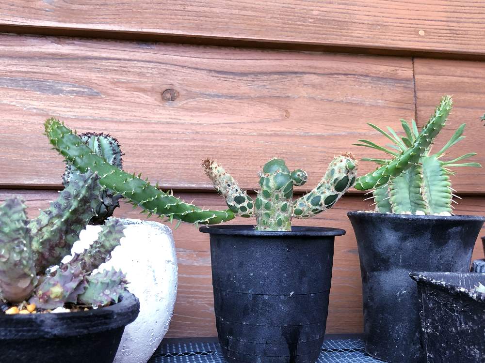 独創的 ドリル系 ディッキア Jaws H H 鉢ごと発送 サボテン 多肉植物 売り尽くし価格 Mahatmaacademy Com