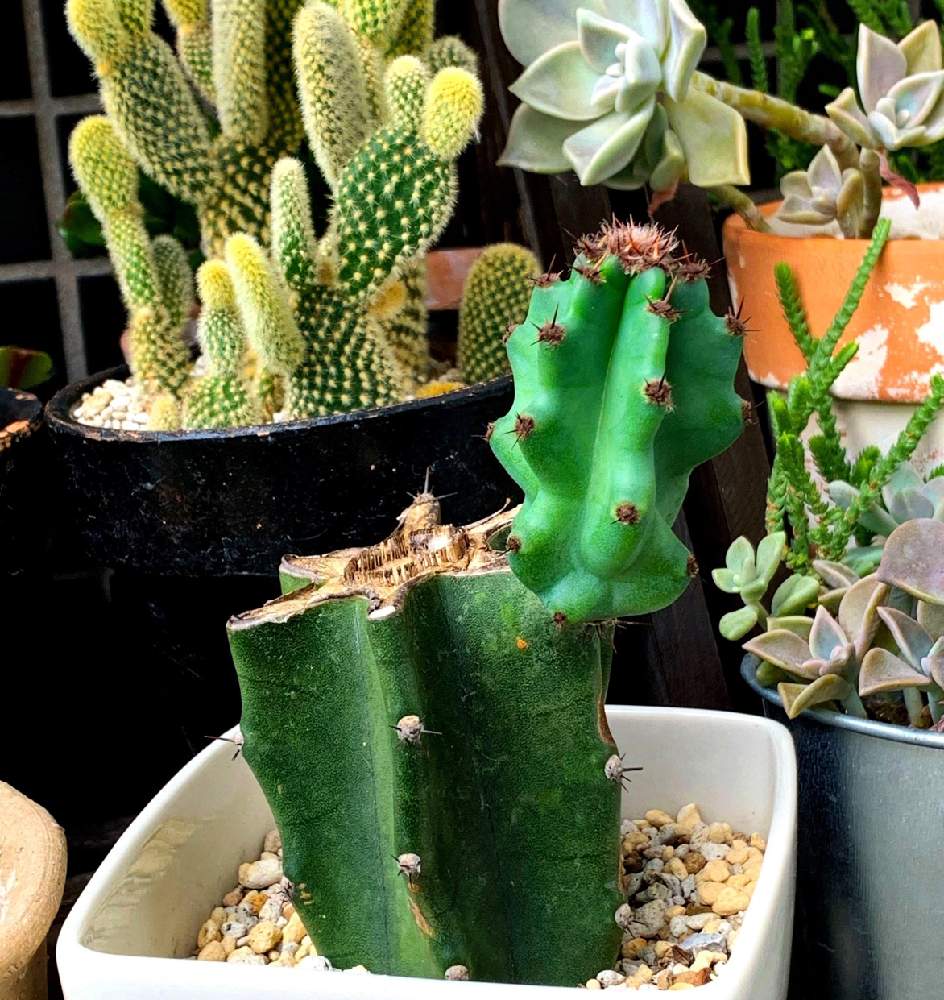 柱サボテンの投稿画像 By ペルラさん 多肉植物とサボテン科とサボテンスペースと梅雨明けとトゲトゲくんとおひさまとサボテンの寄せ植えと緑のある生活とiphone撮影 19月8月10日 Greensnap グリーンスナップ