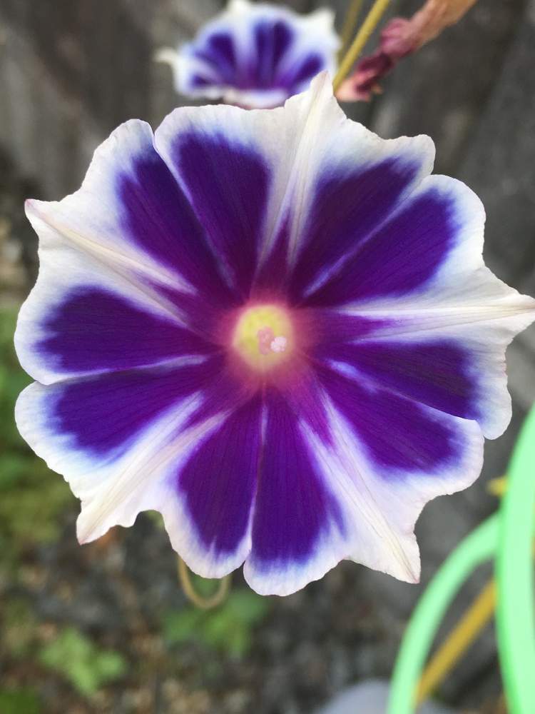 朝顔 スノーフレークの投稿画像 By Irfa Gardenさん 朝顔 と太陽大好きと植え付けと土づくりと真夏日と鉢植えと花のある暮らしと野ざらし雨ざらしと雨晒し 19月8月10日 Greensnap グリーンスナップ