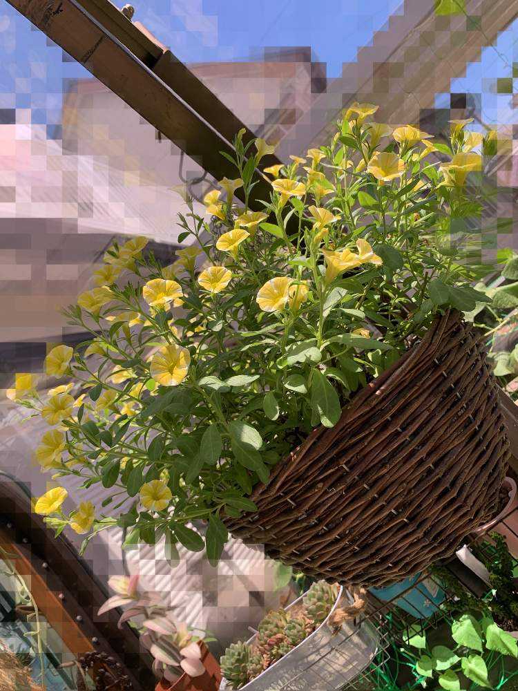 株幅60cmって本当？(ﾟOﾟ)PWの花苗育ててみた🍀｜🍀GreenSnap（グリーン