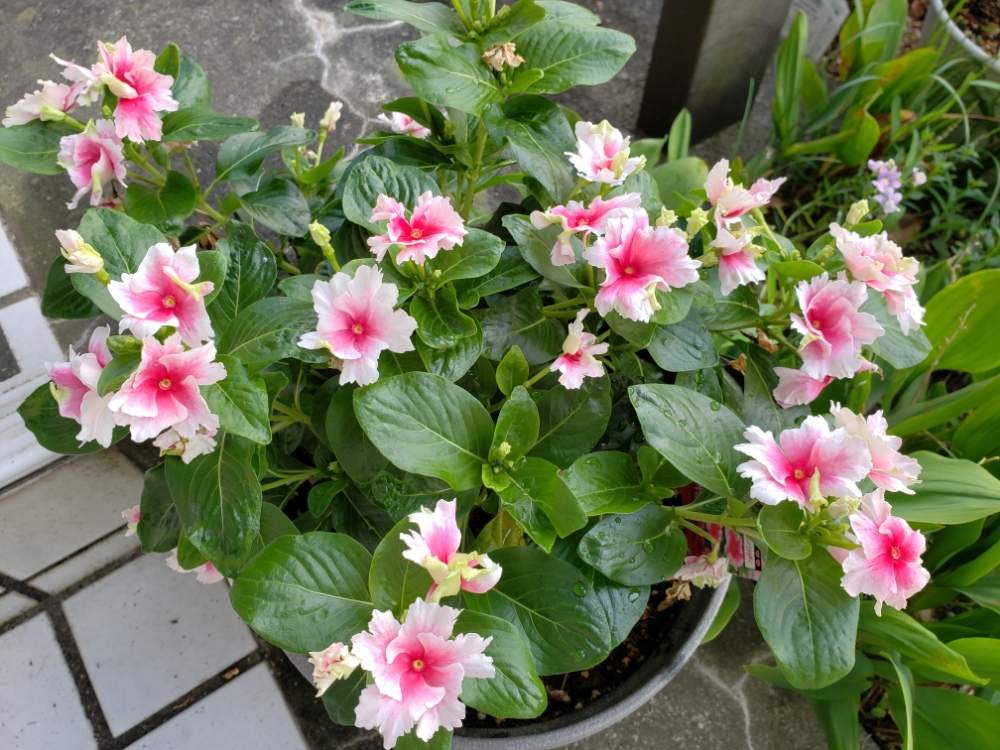 ニチニチソウの投稿画像 By りっか Ricca さん ニチニチソウ プリンセスチュチュと花のある暮らしとgs日和とちいさいお花 19月8月10日 Greensnap グリーンスナップ