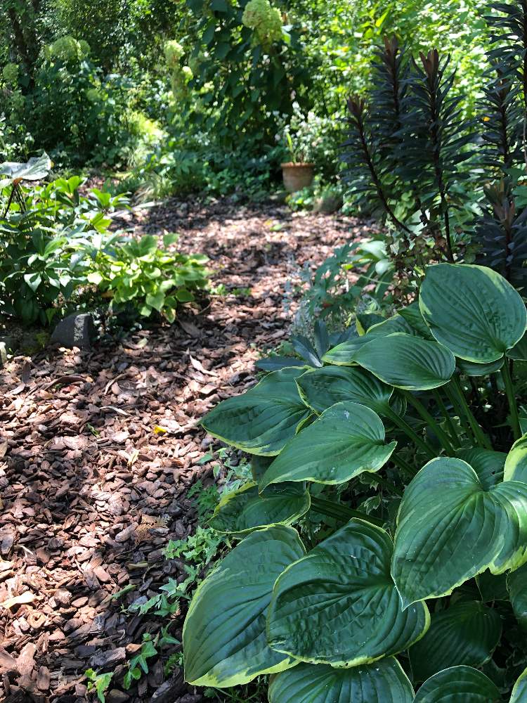 ギボウシ ホスタ の投稿画像 By まめ157さん 宿根草の庭と半日陰とホスタ ギボウシとマイガーデンとひとやすみとグリーングリーン と今日の 一枚とナチュラルスタイルとガーデニングと花のある暮らしと小さな庭と宿根草の庭と半日陰とホスタ ギボウシとマイガーデンと