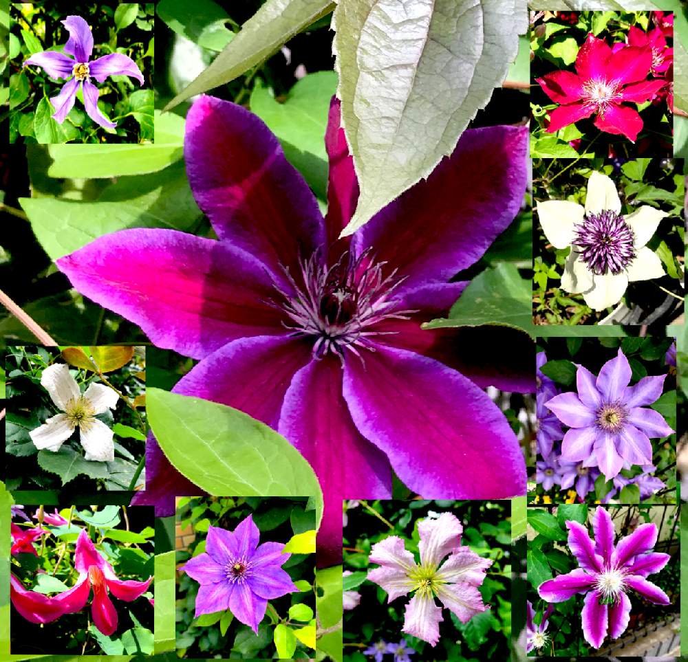 クレマチス10姿の投稿画像 By カタバミさん 19月8月10日 Greensnap グリーンスナップ