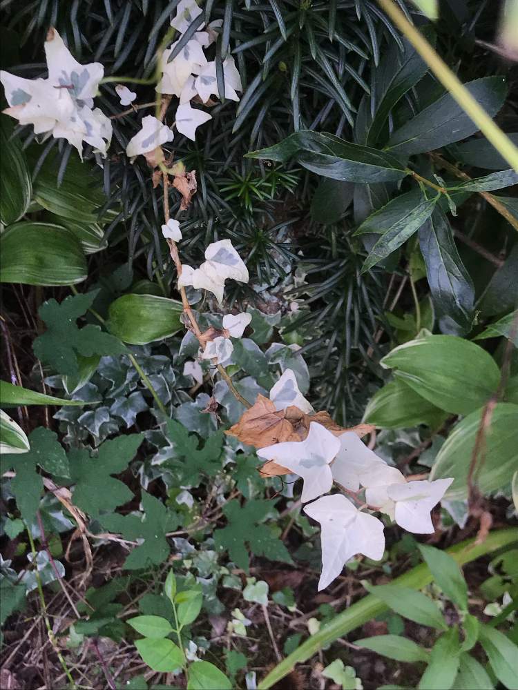 アイビー ヘデラ の投稿画像 By 光さんささん 花のある暮らしと季節が走るといつの間にか咲いた 19月8月10日 Greensnap グリーンスナップ