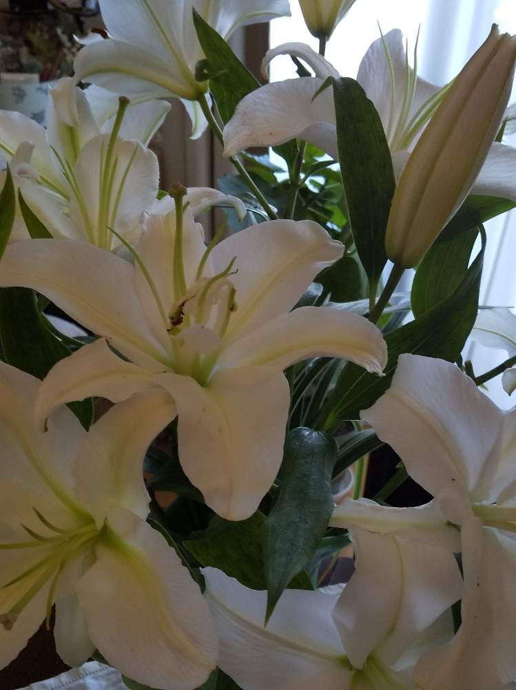 百合 シベリアの投稿画像 By Muguet11さん オリエンタルユリの花と白百合と百合の花 とオリエンタルリリー と百合を楽しむと立派な百合 とオリエンタルリリー と百合 と花のある暮らし 2019月8月10日 Greensnap グリーンスナップ