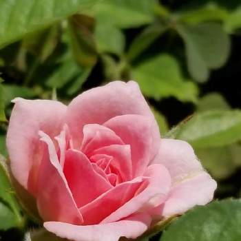薔薇の初心者の画像 by takiさん | 小さな庭と薔薇好きと寄せ植えと可愛いお花とミニバラ寄せ植えと薔薇の初心者と花のある暮らし