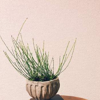 姫トクサの投稿画像一覧 Greensnap グリーンスナップ