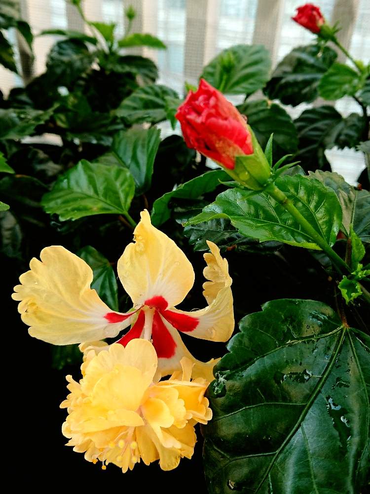 ハイビスカス イエローフラミンゴの投稿画像 by m_Monsterさん｜バルコニー/ベランダとハイビスカス咲きましたと花のある暮らしとハイビスカス の花と今日のハイビスカスとハイビスカス咲きましたと花のある暮らしとハイビスカスの花と今日のハイビスカス (2019月8月11日 ...