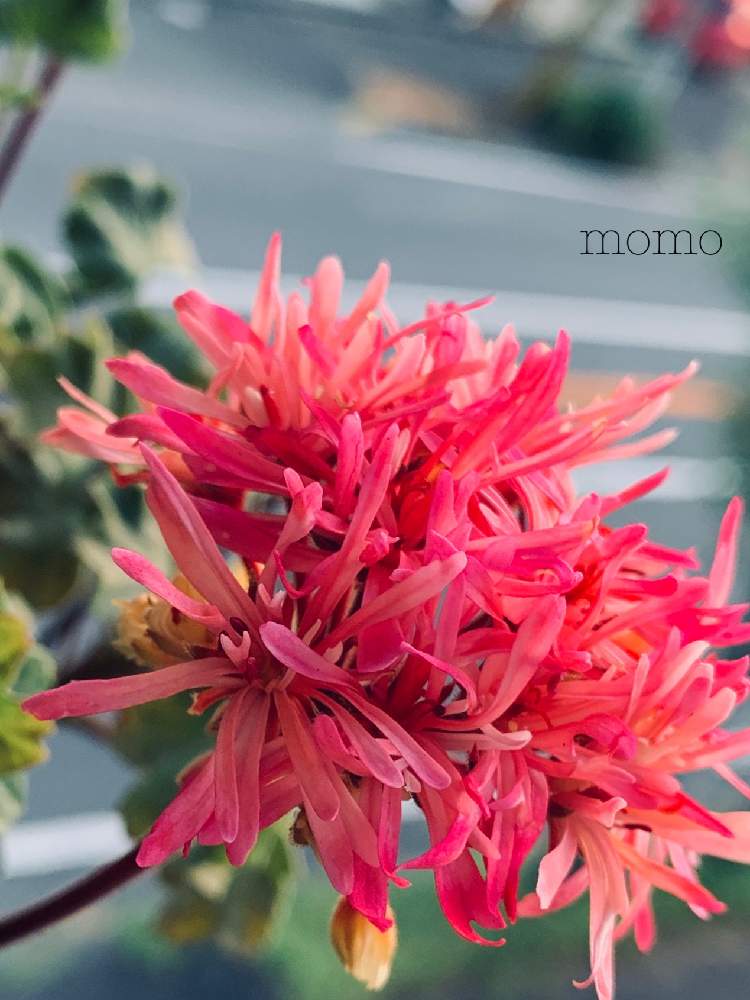 ゼラニウムの投稿画像 By Momoさん ゼラニウムと希少品種と朝日を浴びてと綺麗と花のある暮らし 19月8月11日 Greensnap グリーンスナップ