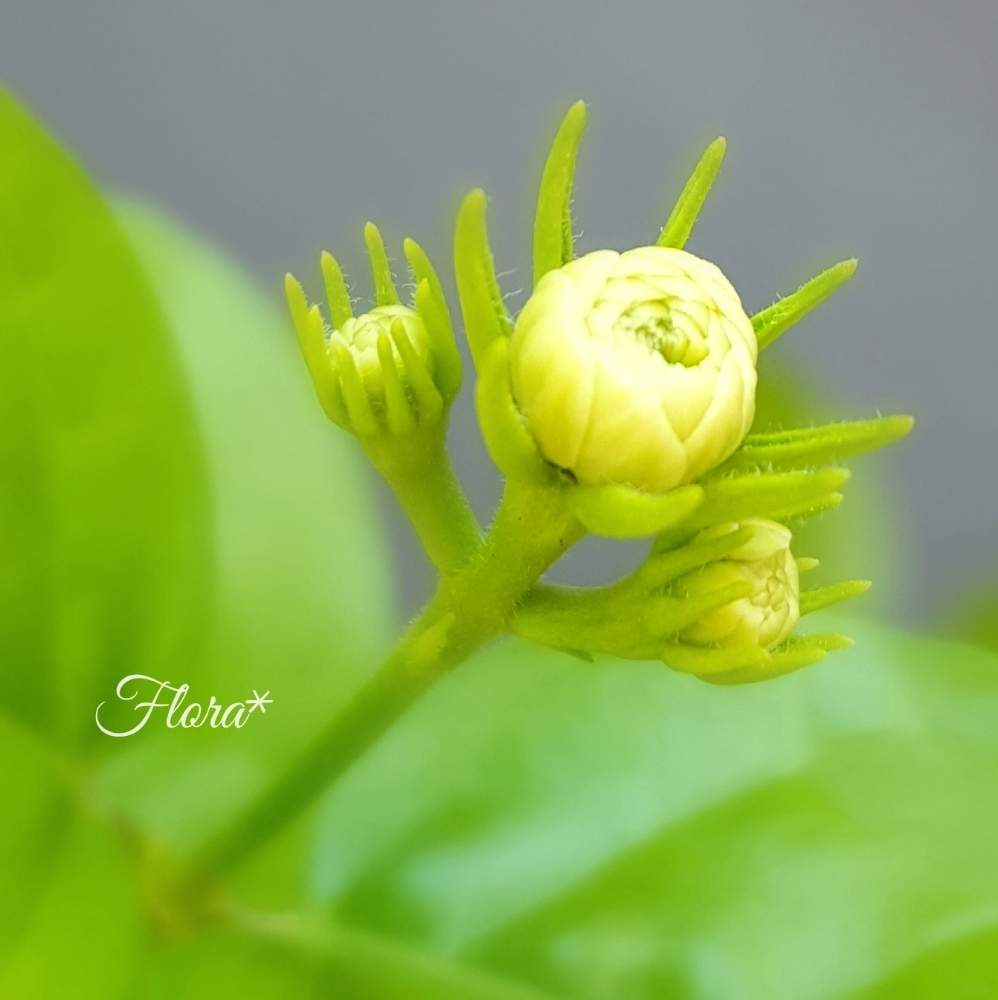 ベストマツリカ 花言葉 赤 すべての美しい花の画像