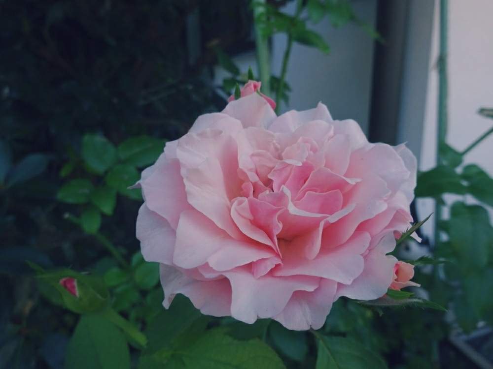 ダフネの投稿画像 By きらまる さん Htcと極上咲きと薔薇愛同盟と薔薇男子と薔薇に魅せられてとオシャレとb型とバラ のある暮らしとgs映えと今日の一枚とセクシーときれいな色と癒しのピンクと美しき薔薇様とピンク神押しと花のある暮らしとかわいいな とテンション ダフネの投稿画像 By きらまる さん Htcと極上咲きと薔薇愛同盟と薔薇男子と薔薇に魅せられてとオシャレとb型とバラ のある暮らしとgs映えと今日の一枚とセクシーときれいな色と癒しのピンクと美しき薔薇様とピンク神押しと花のある暮らしとかわいいな とテンション