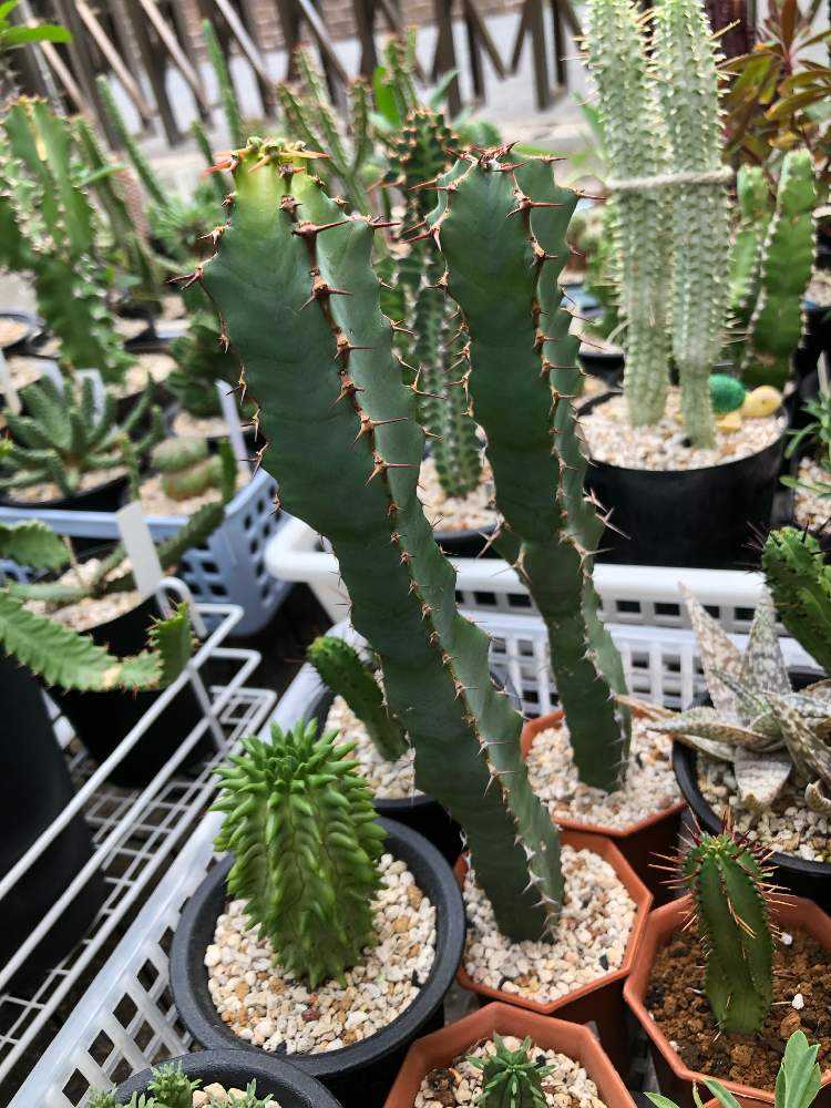 ユーフォルビア・大鳳角(コエルレセンス)1号｜🍀GreenSnap（グリーン