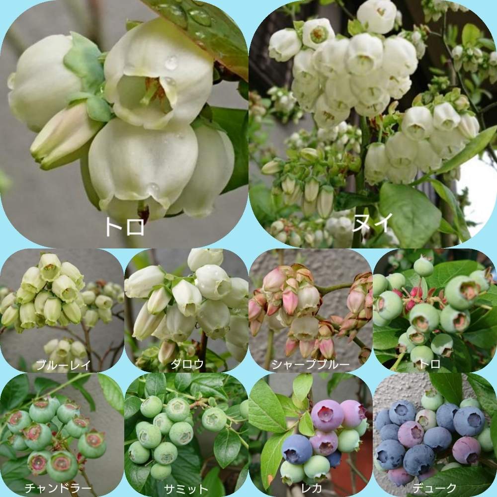 ブルーベリーを育てよう Greensnap グリーンスナップ