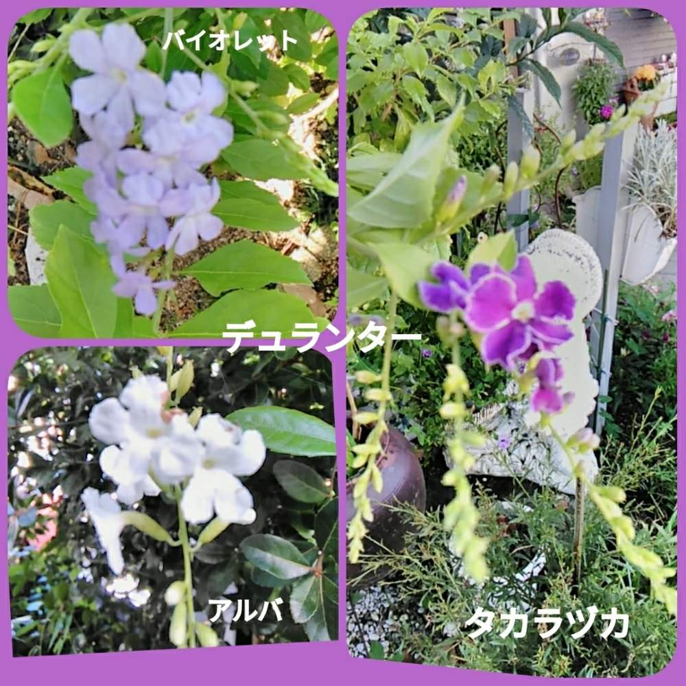 表の花壇の投稿画像 By メリーさん 鉢植えと小さい花壇と小さい花と花のある暮らしと猫の額の花壇と狭い花壇と玄関先と地植え 19月8月11日 Greensnap グリーンスナップ