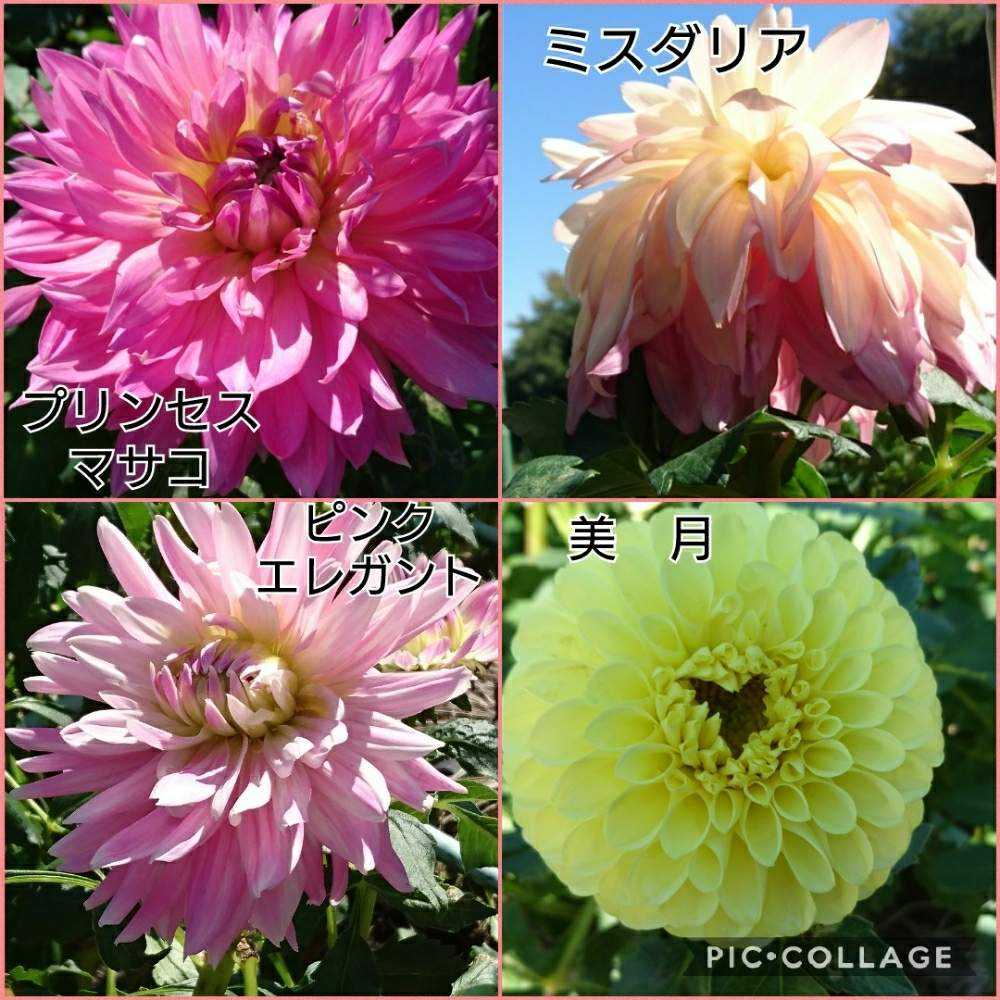 ダリア 町田ダリア園 1 18 7月 9月 神代植物公園10 6 Greensnap グリーンスナップ
