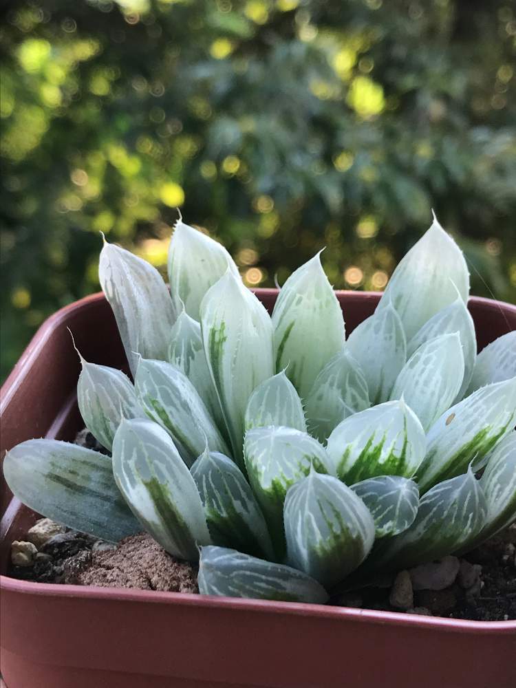 ハオルチア 白水晶の投稿画像 By すーさんちさん 多肉植物とハオルチア属とピリフェラ錦と白水晶とアイススプライトとミルキークラウドと別名同種の多肉 さんと多肉植物とハオルチア属と別名同種の多肉さん 19月8月11日 Greensnap グリーンスナップ