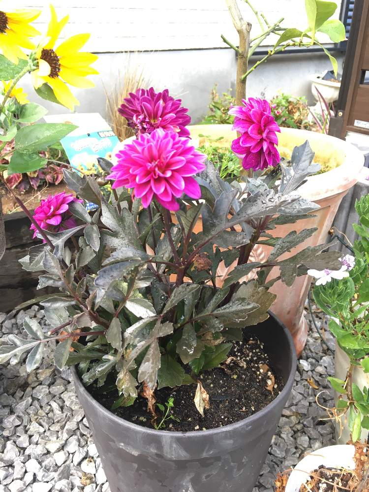 レディダリア アルナの投稿画像 By 野菜も花も菜園バッグさん 小さな庭とアルナと園芸男子とダリア咲いた とレディダリア アルナと花のある暮らしとアルナと園芸男子とダリア咲いた とレディダリア アルナと花のある暮らし 19月8月11日 Greensnap グリーン