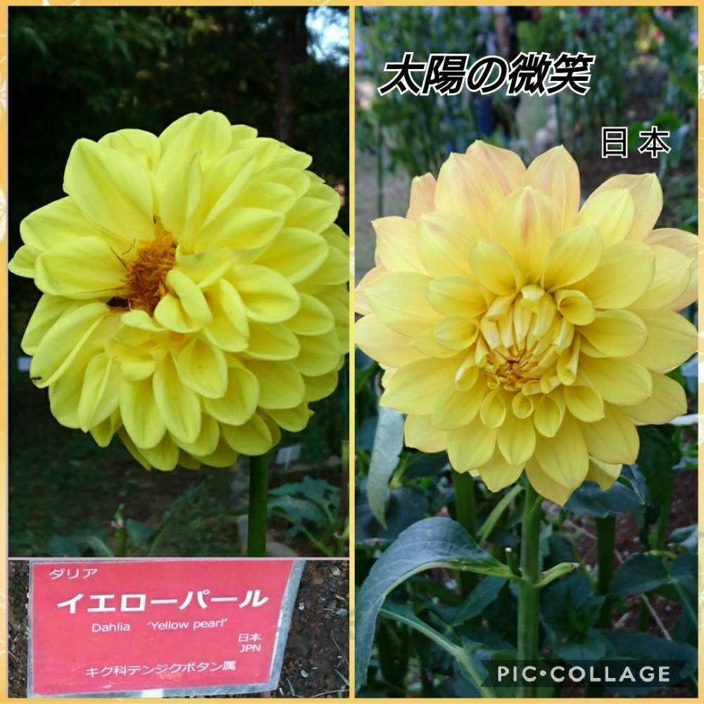 ダリア 町田ダリア園 1 18 7月 9月 神代植物公園10 6 Greensnap グリーンスナップ