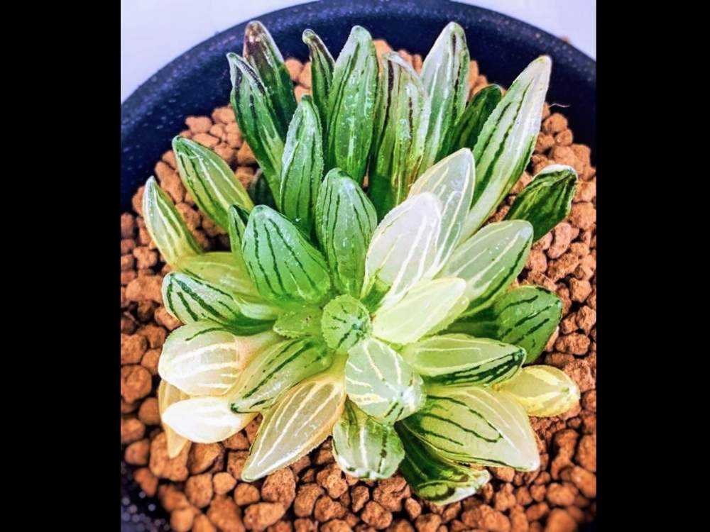 ハオルチア アトロフスカミュータント錦 ハオルチア・アトロフスカ