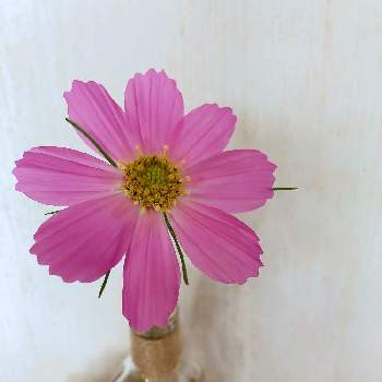 無敵ピンクの画像 by ぐうさん | キッチンとコスモスとGreeeeeenと花のある暮らしとお花は癒しと無敵ピンクとお花はやっぱり可愛い