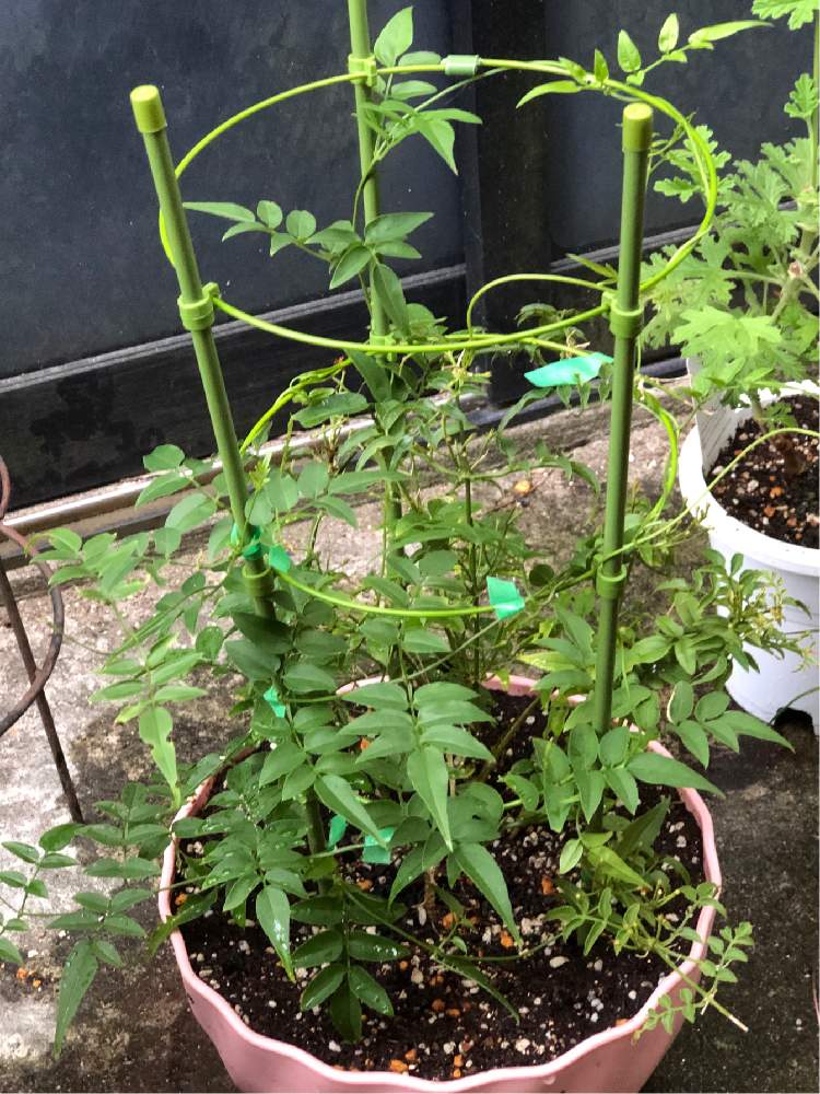 ハゴロモジャスミンの投稿画像 By Heathさん プランターと行灯仕立てとつる性植物と自己流と白い花とモクセイ科 19月8月12日 Greensnap グリーンスナップ