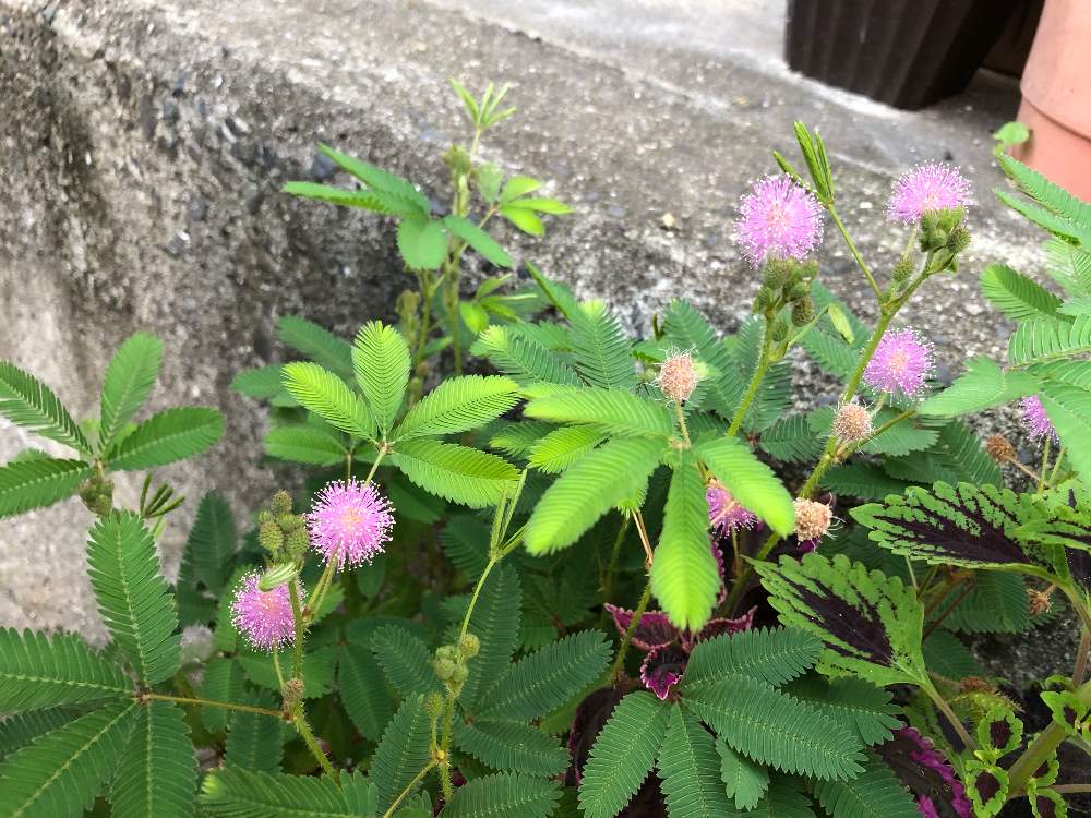 オジギソウの投稿画像 By Kazuさん 花のある暮らし 19月8月12日 Greensnap グリーンスナップ