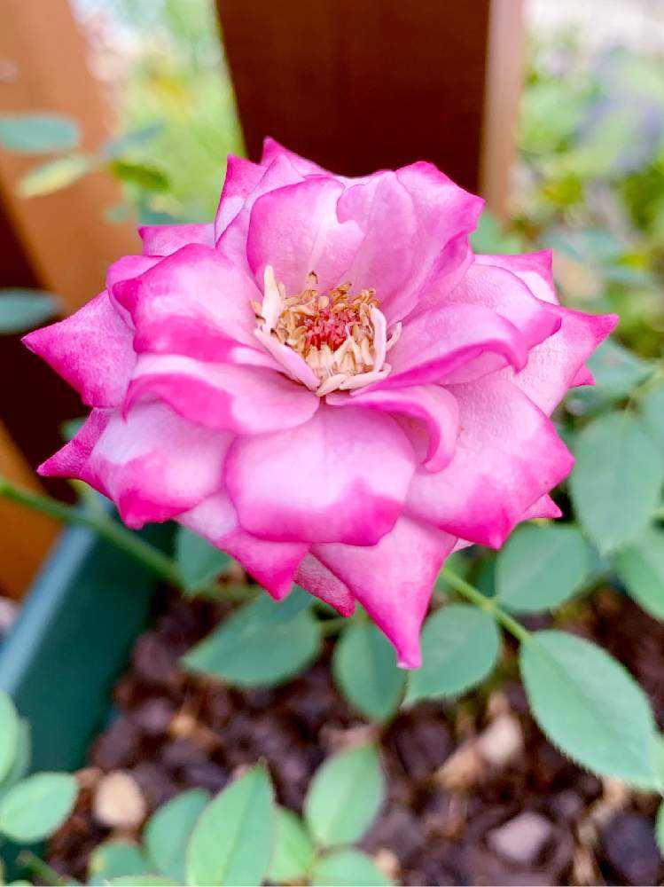 19年 夏に咲いたバラ まとめ Greensnap グリーンスナップ