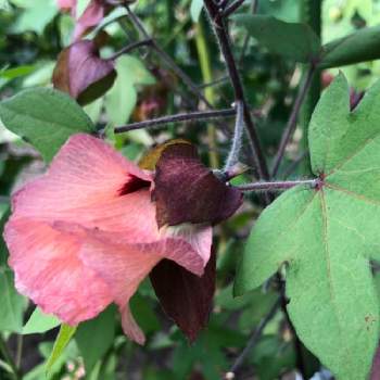 綿花の花の投稿画像一覧 Greensnap グリーンスナップ