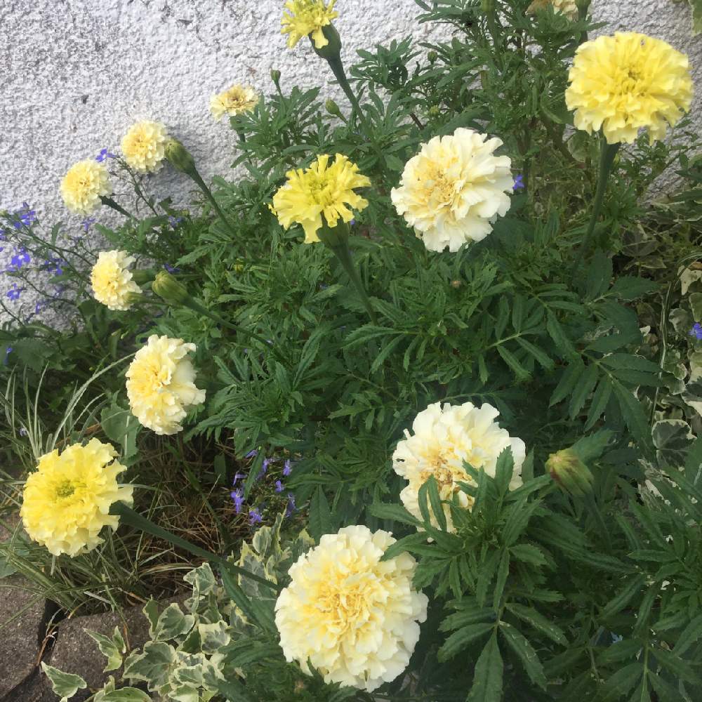 アフリカンマリーゴールド の投稿画像 By Miciaさん 花壇と花のある暮らしと玄関先と玄関先アプローチ 19月8月12日 Greensnap グリーンスナップ