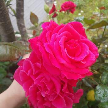 ミカエルの投稿画像一覧 Greensnap グリーンスナップ