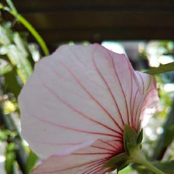 ヤノネボンテンカ♡の画像 by ナミママさん | 広い庭とヤノネボンテンカ♡と毎年咲いてくれるとありがとう❤️とキレイ☆とガーデニングと花のある暮らし