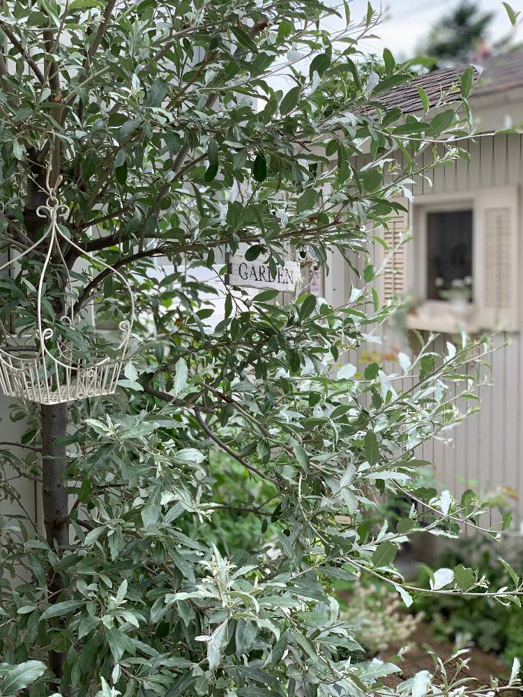 ロシアンオリーブの投稿画像 By ココナさん 2年目と越冬鉢と鉢植えと花のある暮らしと札幌 19月8月12日 Greensnap グリーンスナップ