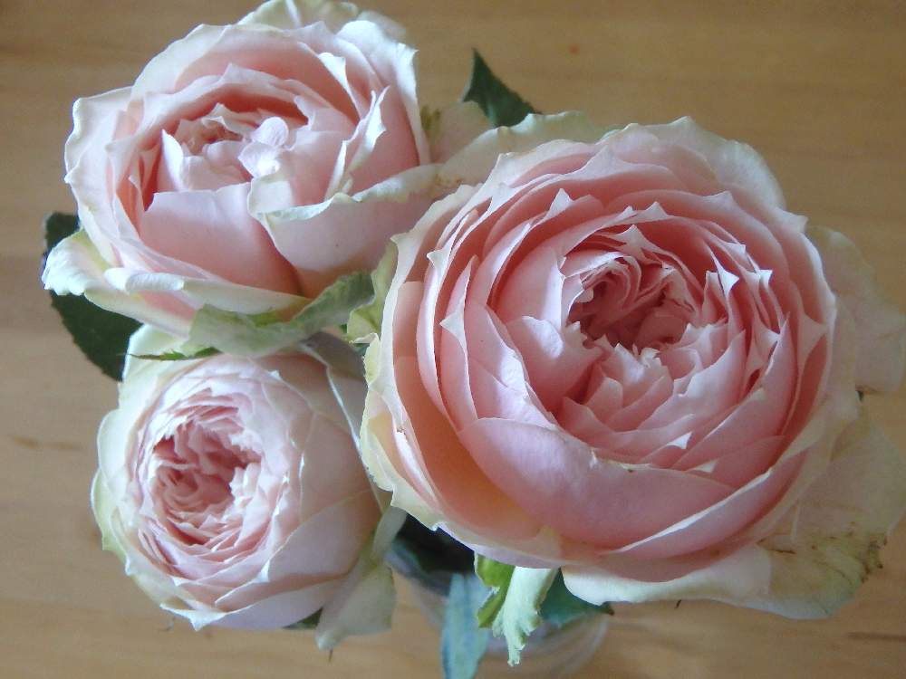 バラの投稿画像 By リオさん ピンクの花と花のある暮らしとバラ スイートカタリナ とデスクとピンクの花と花のある暮らし 19月8月12日 Greensnap グリーンスナップ Greensnap グリーンスナップ