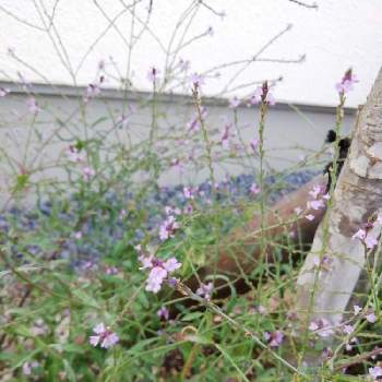 バーベナバンプトンの投稿画像一覧 Greensnap グリーンスナップ