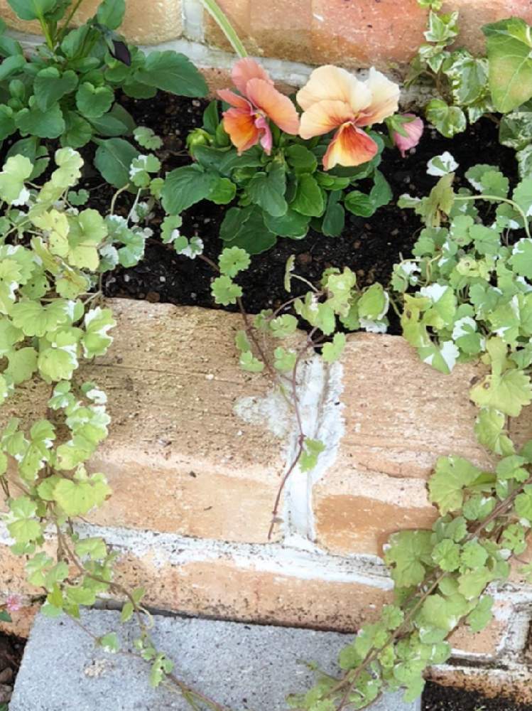 花壇の投稿画像 By けこさん 花のある暮らしと斑入り好き と蔓性植物とグレコマ 19月8月12日 Greensnap グリーンスナップ