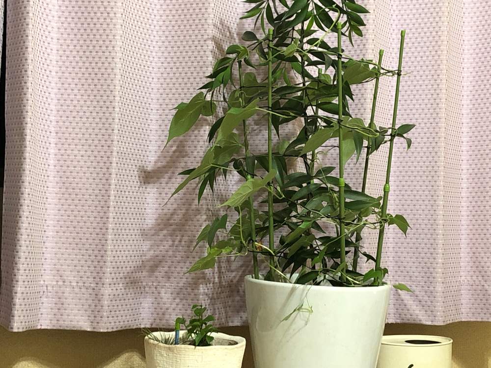 アサガオの投稿画像 By 蘭ニックさん ガジュマルと梛の木と花のある暮らしと緑の初心者 19月8月12日 Greensnap グリーンスナップ