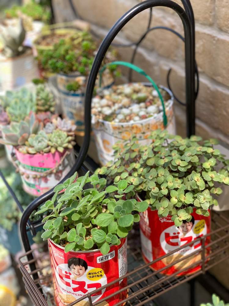 アロマティカスの投稿画像 by 辛子さん｜カリシアと多肉植物ともりもり多肉とわが家の多肉スペースと植中毒と今日の一枚