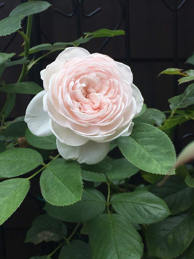 薔薇の投稿画像 By リーさん バラ クリスティアーナと幸せ と咲いてくれてありがとう と手作りの庭とバラ 大好きとgs映えと笑顔の源と いいね ありがとうとうちの花は美人さん と花のある暮らしと朝の楽しみと薔薇好きさんと繋がりたい 19月8月12日