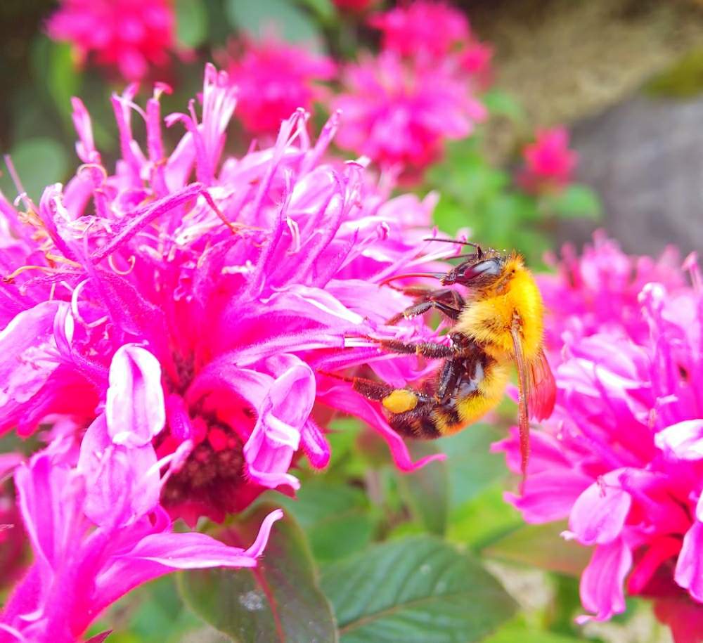モナルダの投稿画像 By Chacoさん ベルガモットと可愛い虫が好きと鮮やか とはなやかとミツバチと花のある暮らしとかわいいな 19月8月13日 Greensnap グリーンスナップ