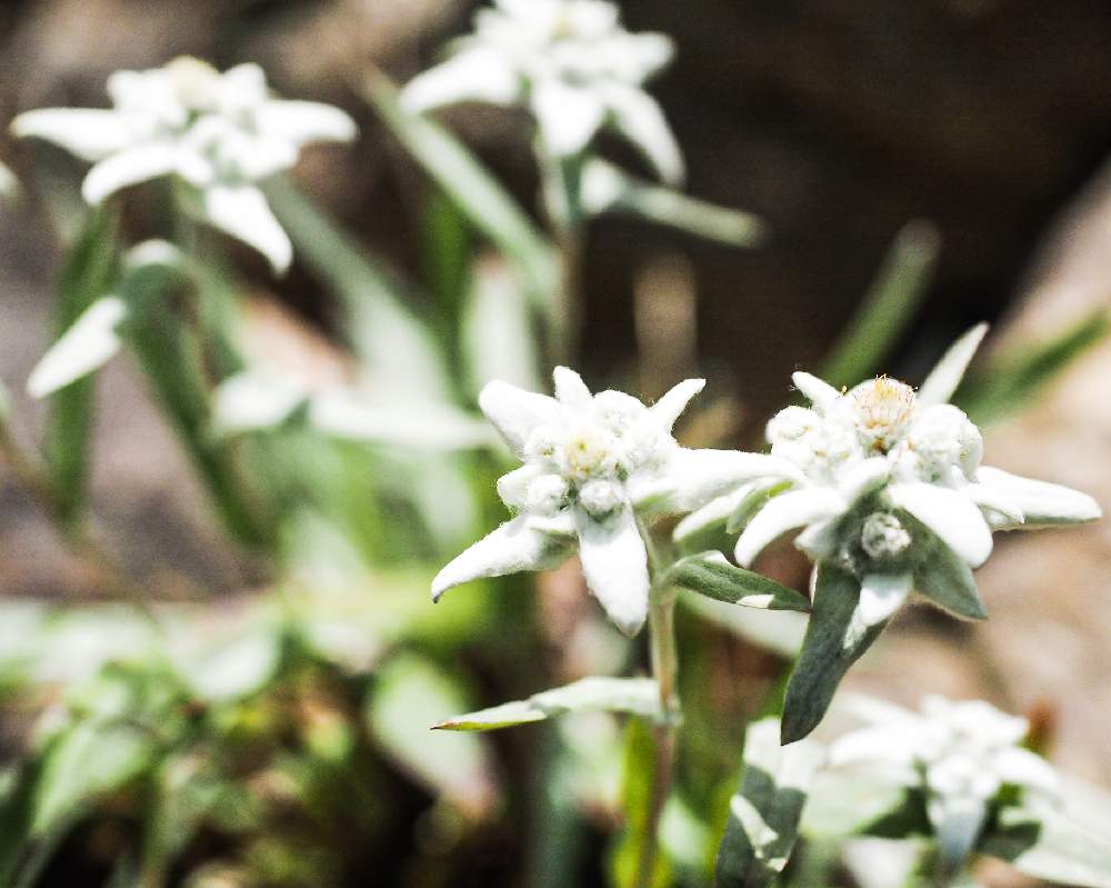 綺麗なエーデルワイス 花 すべての美しい花の画像