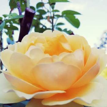 薔薇グラハムトーマスの画像 by 律さん | 小さな庭と黄色お花大好き協会とお花大好き♡と薔薇に魅せられてと薔薇グラハムトーマスとバラと夢CLUBとガーデニングと花のある暮らしと薔薇♪