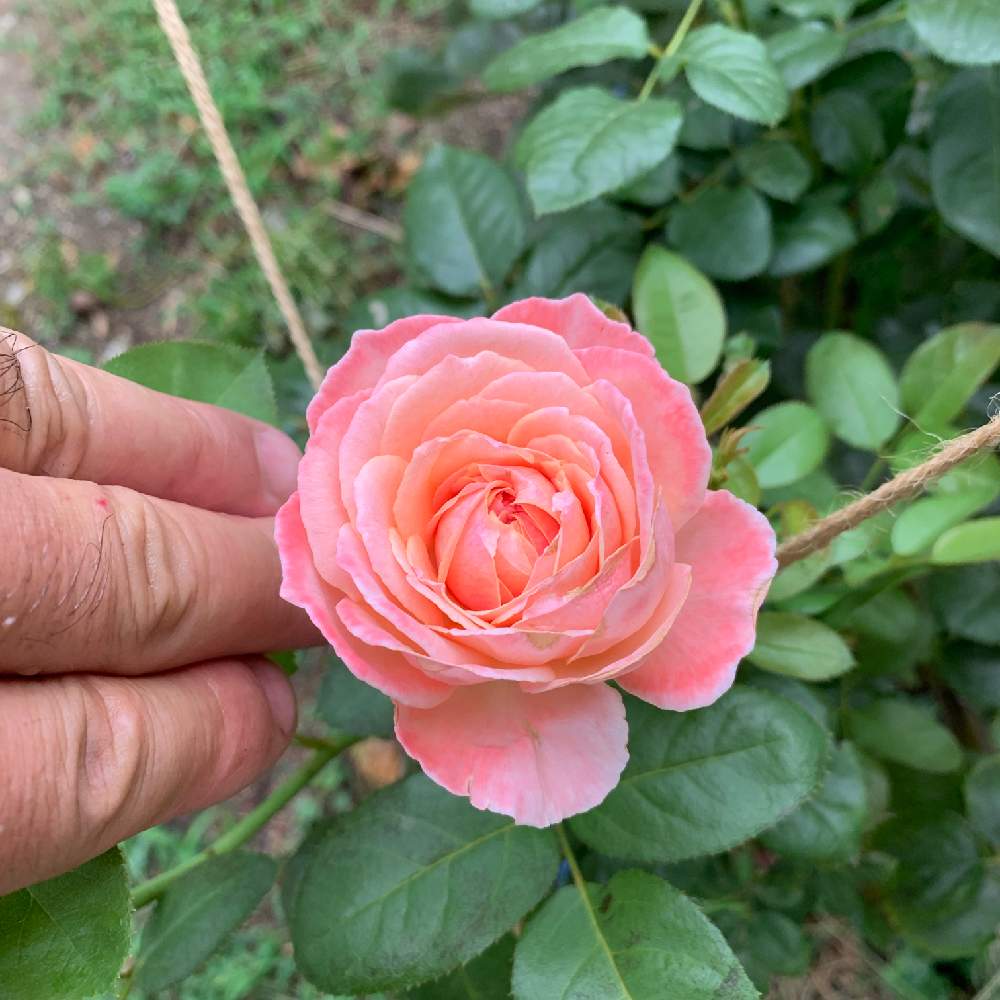 夏のバラの投稿画像 By 自然農法バラ栽培 Natural Farming Rose Cultivationさん 薔薇愛同盟とrosarianとバラの夏 のお手入れとバラと夢clubと四季咲きとキュンキュン とケルナフローラと花のある暮らしとロザリアン 19月8月13日 Greensnap グリーンスナップ