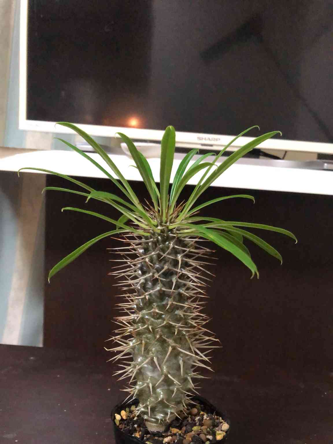 大株】パキポディウムラモスム 国内実生 塊根植物 サボテン