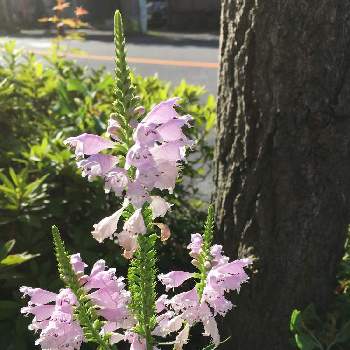 道路脇に咲く花の投稿画像一覧 Greensnap グリーンスナップ