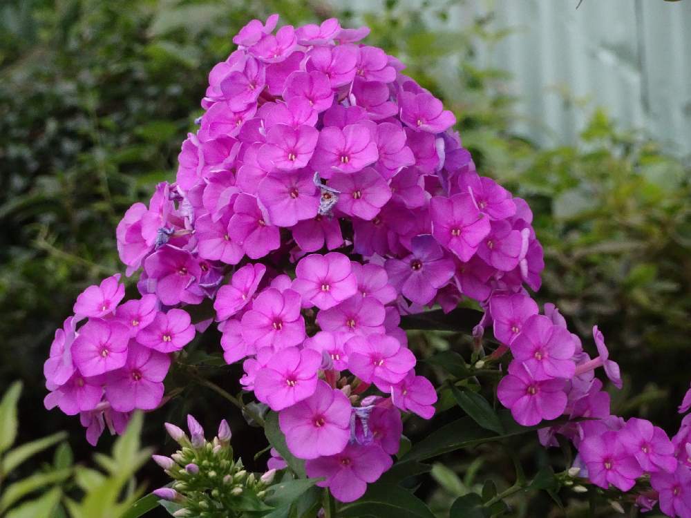 宿根フロックスの投稿画像 By Trekkさん オイランソウと花魁草と8月の花とハナシノブ科と山野草と夏のお花と多年草と高尾山付近とお出かけ先と8月の花とハナシノブ科と山野草と夏のお花と多年草と高尾山付近 19月8月13日 Greensnap グリーンスナップ 宿根フロックスの投稿画像 By Trekkさん オイランソウと花魁草と8月の花とハナシノブ科と山野草と夏のお花と多年草と高尾山付近とお出かけ先と8月の花とハナシノブ科と山野草と夏のお花と多年草と高尾山付近 19月8月13日 Greensnap グリーンスナップ