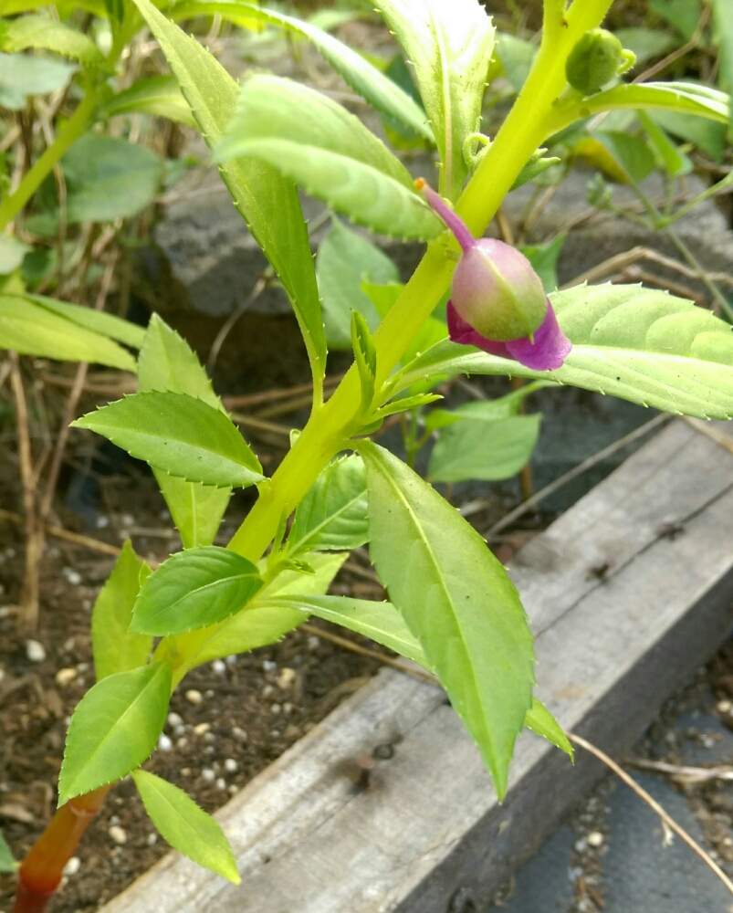 ホウセンカの投稿画像 By はてはぁなさん テラスと蕾ちゃんとおまじないと蛇よけと植物と幼虫と蕾ちゃんとおまじないと蛇よけと植物と幼虫 19月8月13日 Greensnap グリーンスナップ Greensnap グリーンスナップ